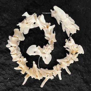 May include: A collection of off-white animal vertebrae arranged in a spiral pattern. The bones are detailed, with visible ridges and textures. The arrangement suggests a decorative or educational display, possibly for a natural history enthusiast.