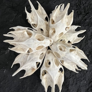 Peut inclure: Disposition circulaire de sept crânes d'animaux blanc cassé, chacun avec de multiples ouvertures et des projections pointues. Les crânes sont disposés en motif radial sur un fond sombre, ressemblant à un motif floral. Les crânes sont probablement ceux d'un reptile ou d'un amphibien.