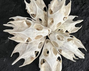 Echter Schildkrötenschädel Specimen – Natürlicher Schildkröten Schädel zu Dekorationszwecken