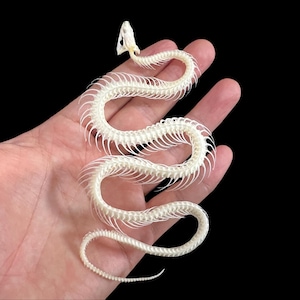 Può includere: Uno scheletro di serpente completo e articolato, color avorio, è mostrato su uno sfondo nero. Le delicate ossa sono disposte in un motivo sinuoso, evidenziando la colonna vertebrale e la struttura delle costole. Il cranio è visibile in alto.