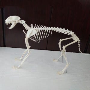 Lehrmodell aus echtem Rotluchs-Skelett, zerlegt und zerlegt