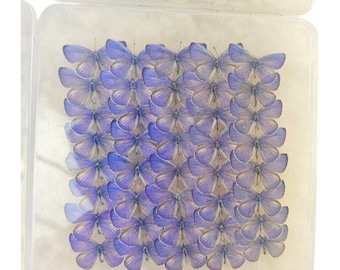 1-100 Stück natürliche echte Schmetterlinge (Udara dilecta） Artwork Material Home Dekoration DIY