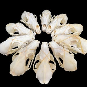 Cráneo de zorro auténtico, huesos de animales para decoración del hogar, objetos de colección para estudio (13-15 cm)