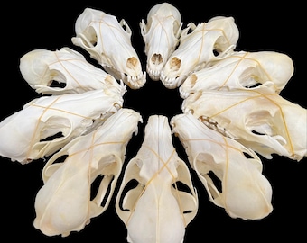 Cráneo de zorro auténtico, huesos de animales para decoración del hogar, objetos de colección para estudio (13-15 cm)