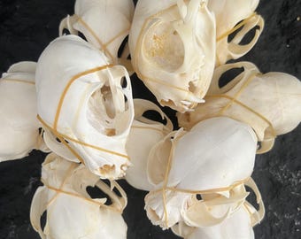 Real Animals Skulls Taxidermy Craft Specimen Collectibles, Natural Bone Decor (7-9cm)