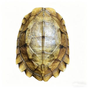 May include: A turtle shell with a natural, earthy color palette. The shell is a mix of tan, brown, and yellow hues, with a detailed, textured surface. The shell's shape is oval, with a segmented pattern.