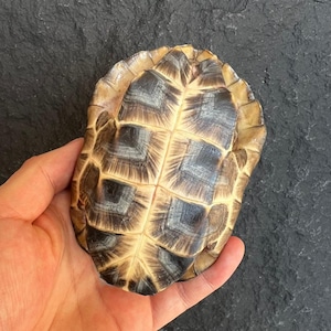 Ethically Sourced Turtle Shell Natural Death Real Animal Bones Curio Cabinet Curiosity Collection Display