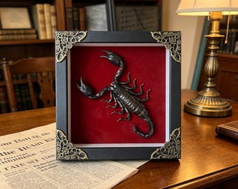 Gerahmter echter schwarzer Skorpion, 14.5x14.5 cm Gothic Taxidermy Art