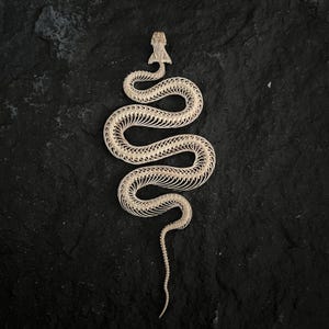 1 st Dier Taxidermie Echte Slang Skeletschedel Dierlijke botten Specimens Decor Model Educatie Collectie: