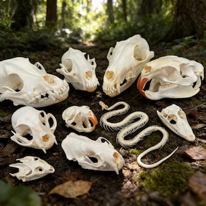 Peut inclure: Divers crânes d'animaux et un squelette de serpent sont disposés sur un sol forestier. Les crânes, de tailles et de formes variées, présentent des dents et des orbites. Le squelette de serpent est long et incurvé. Les crânes sont blanc cassé avec des taches brunes.