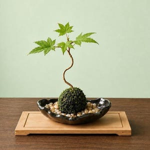 May include: A small maple tree with a slender, curved trunk growing from a round, moss-covered root ball. The plant sits in a dark, scalloped ceramic bowl filled with light-coloured pebbles, which is placed on a rectangular wooden base.