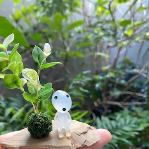 Tricolor Asiatic Jasmine, Kokedama, Handcrafted Bonsai, Wabi-sabi Art, Moss Ball, Forest Spirit, Kodama, Momonoke,  Halloween Decor