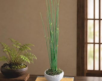 Igusa (Soft Rush)