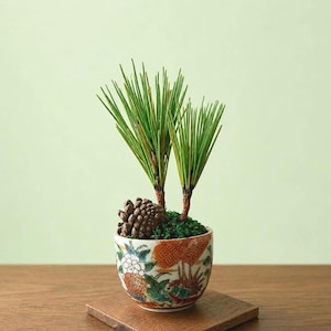 May include: A small ceramic bowl with a colorful floral and geometric pattern containing two green pine sprigs, a single brown pinecone, and green moss. The bowl sits on a square wooden base, showcasing intricate painted details in orange, green, and white.