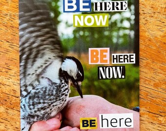 May include: A close-up of a bird with black and white feathers perched on a hand. The background is a blurred image of green foliage. The words "BE HERE NOW" are repeated three times in different colors and fonts.