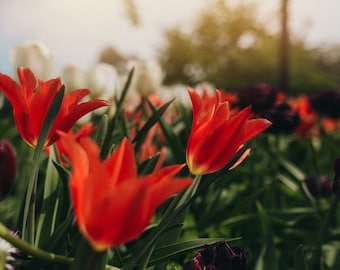 Field of Tulips - Fine Art Photography Print