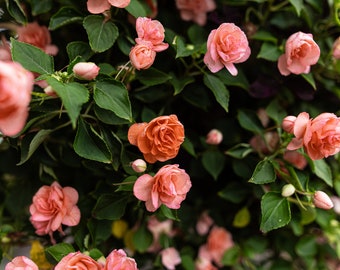 Mini Roses - Fine Art Photography Print