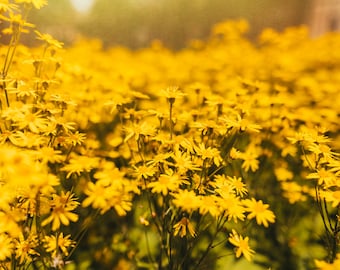 Yellow Wild Flowers - Fine Art Photography Print