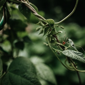 Itsy Bitsy Spider - Fine Art Photography Print