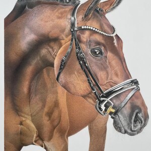 Può includere: Un dettagliato disegno a matita colorata di un cavallo baio con criniera intrecciata, che indossa una briglia in pelle nera con un frontalino argentato decorato con piccoli cristalli trasparenti. Il cavallo è ritratto dal collo in su.