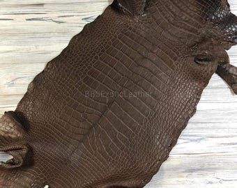 Piel de caimán entera / Piel brillante color chocolate oscuro / Curtida completamente blanqueada / Para artesanía o fabricación