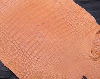 Peau d'alligator entier | Peau mate bronzée abricot | Entièrement tanné non blanchi | pour l'artisanat ou le fabricant