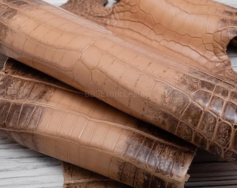 Piel de caimán entera / Piel bronceada natural brillante / Curtida completamente blanqueada / Para artesanía o fabricación