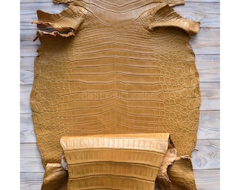 Piel de caimán entera / Piel mate color crema / Curtida completamente sin blanquear / Para artesanía o fabricación