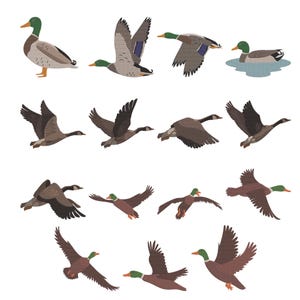 May include: An illustration of various ducks and geese in flight. The ducks have green heads and brown bodies, while the geese are primarily brown. Some ducks are shown on the water. The birds are depicted with their wings spread.
