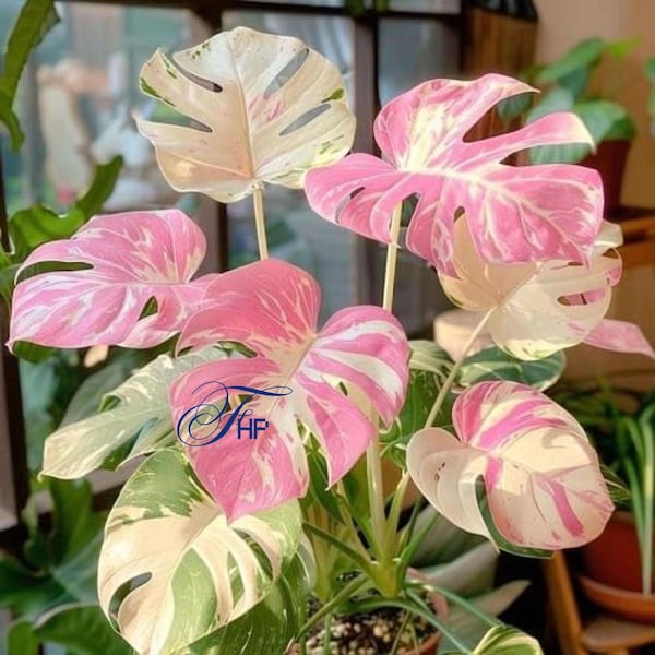 Monstera Deliciosa Variegata – Pink Tricolor Rare Variegated Plant Rooted Cuttings (Phytosanitary Certificate)