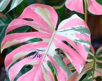 Monstera Deliciosa Variegata – Pink Tricolor Rare Variegated Plant Rooted Cuttings (Phytosanitary Certificate)