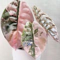 Alocasia Cuprea Pink  Rare Variegated Live Plant Rooted Bulbs Easy Care Houseplant product logo