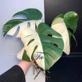 Rare Variegated Monstera Half Moon Plant Node Cutting (Phytosanitary Certificate) product logo