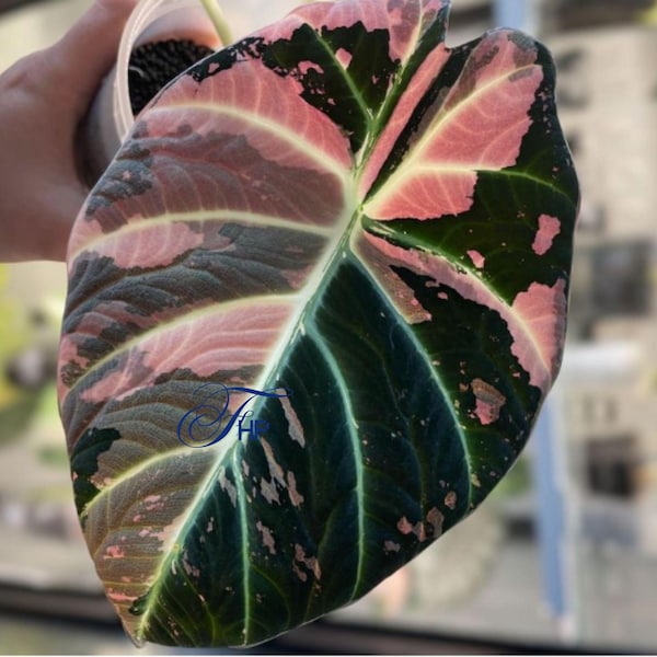 Alocasia Black Velvet Pink Live Plant Rare Variegated Plant Rooted Bulbs (Phytosanitary Certificate)