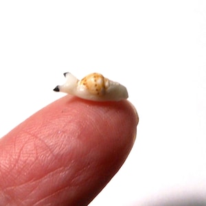 Die kleinste Leuchtschnecke der Welt-Winzige Leuchtschnecke-Polymer Clay Schnecke