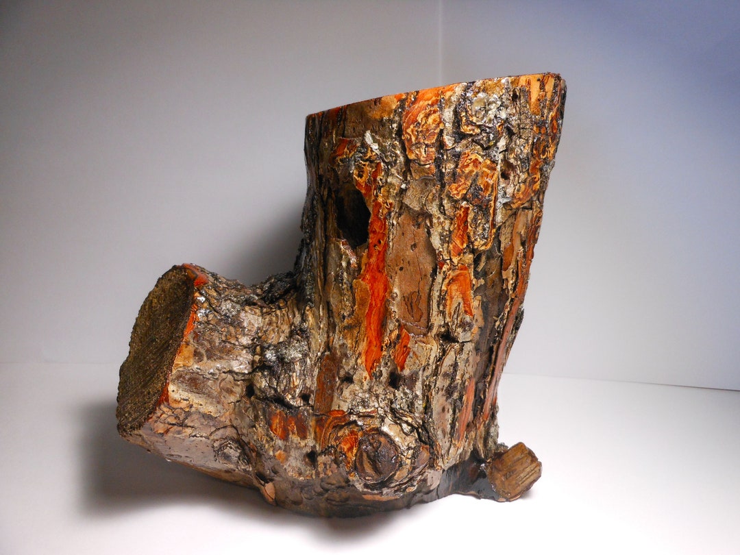 Large Tree Stumpdipped in Polyurethane Beautiful Tree Stump6 Tall Etsy