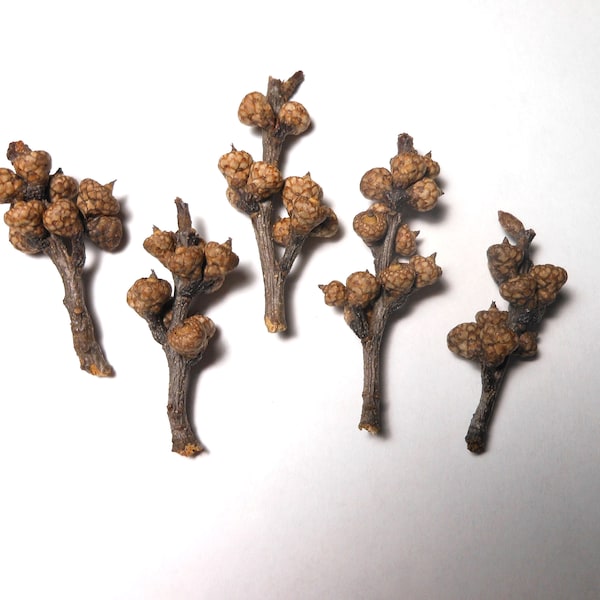 Acorn Buds on Stems-5 Short Stem Acorn Bud Clusters-Crafting Acorn Buds