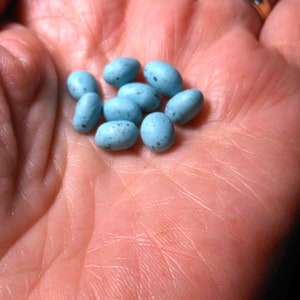 Blue Bird Eggs- 1/8&quot; /1/4&quot;/1/2&quot; or 3/4&quot;long Blue Speckled Eggs for Crafts-Set of 5 or 8 Eggs-Polymer Clay Eggs-Doll House Eggs-MADE TO ORDER