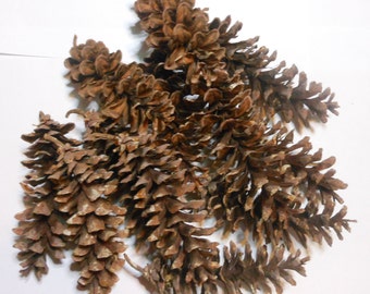 Pinecones/Craft Supplies/Terrarium Supplies/ 5 "to 6"long/ Set of 12