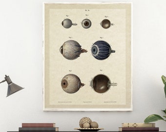 Antique French Eye Anatomy Poster, Vintage Eyeballs Illustration Art Print, Optometry Wall Art Optometrist Office Dorm Scientific Diagram