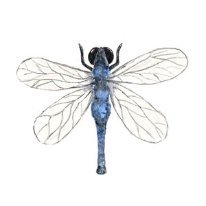 May include: Watercolor illustration of a dragonfly with a blue body and head, and translucent wings. The dragonfly's wings are detailed with fine gray lines, and the insect is set against a clean white background. This artwork is suitable for nature-themed decor.