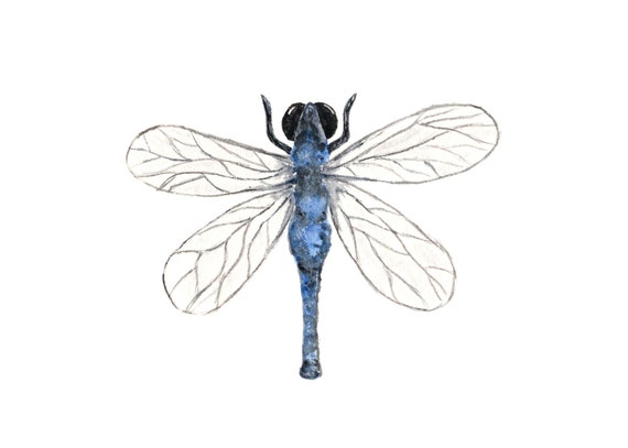 Watercolor painting, dragon fly, dragon fly painting, watercolor dragon fly, bug art, nature watercolors, blue painting, bug print, 7X5
