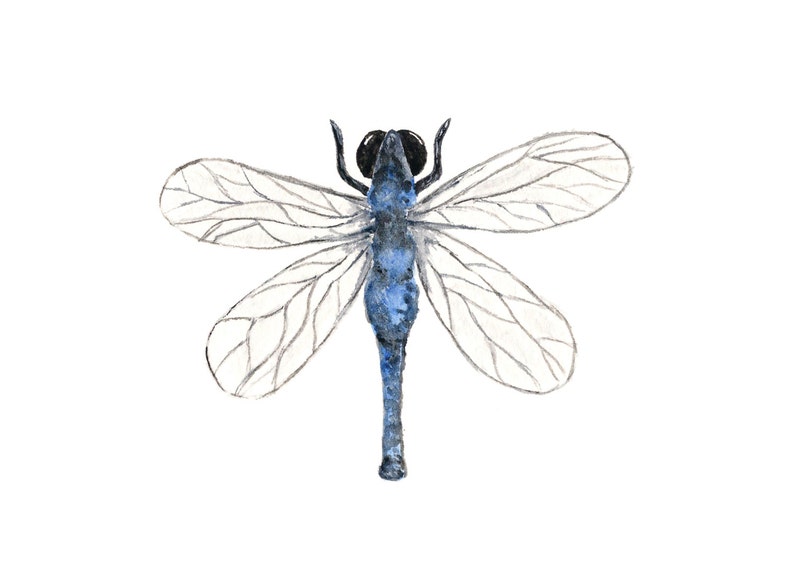 May include: Watercolor illustration of a dragonfly with a blue body and head, and translucent wings. The dragonfly's wings are detailed with fine gray lines, and the insect is set against a clean white background. This artwork is suitable for nature-themed decor.