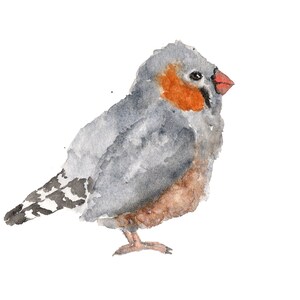 Bird art, watercolor painting, bird painting, watercolor animals, nature painting, watercolor bird, zebra finch, grey feathers, 7X5 print