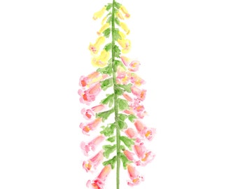 French country, country cottage decor, flower art, watercolor flower painting, wildflower, pink and yellow, foxglove flower - 8X10