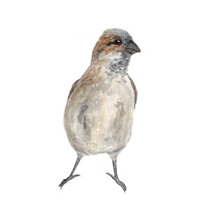 Impresión de aves, arte de aves, arte de aves de vivero, pintura de aves de acuarela, impresión 8X10