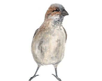 Bird print, bird artwork, nursery bird art, watercolor bird painting, 8X10 print