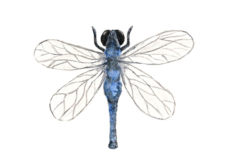 May include: Watercolor illustration of a dragonfly. The insect features a blue body, black eyes, and delicate, transparent wings with gray veins. The dragonfly is depicted against a clean white background, showcasing the intricate details of the artwork.