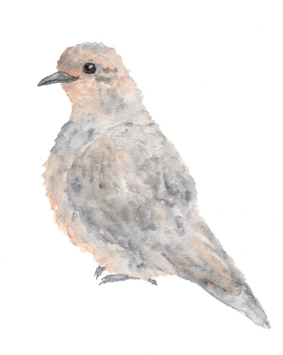 Vogelkunst Vogel Malerei Aquarell Graue Taube Aquarell Etsy