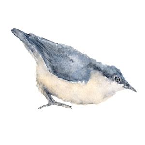 Watercolor painting, watercolor birds, bird print, bird painting, watercolor nuthatch, blue bird, watercolor animals, bird art, 10X8 print
